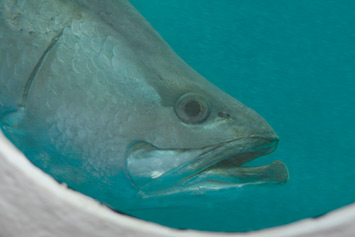 Coral Coast Barramundi