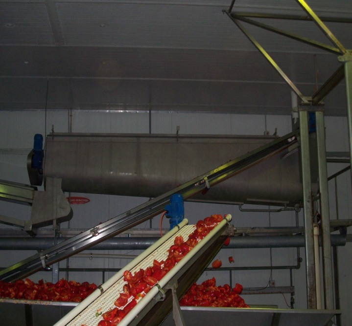 Capsicum Processing Factory